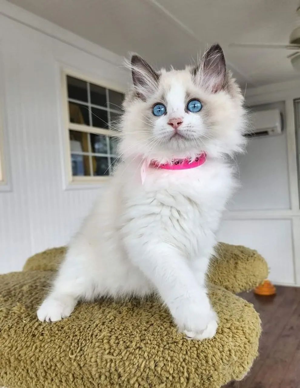 Ragdoll Filhotes