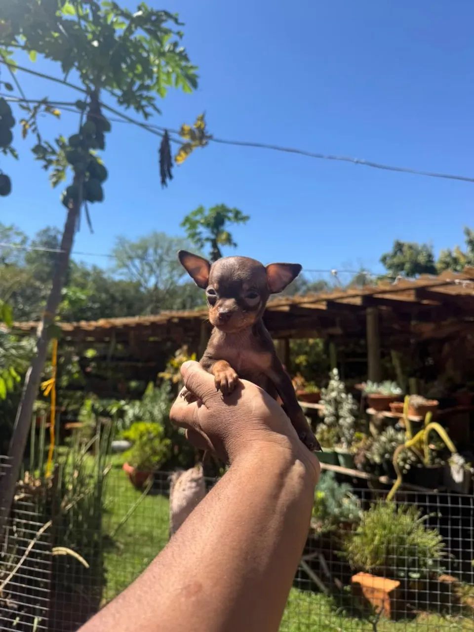 Pinscher chocolate zerinho  - Foto 5