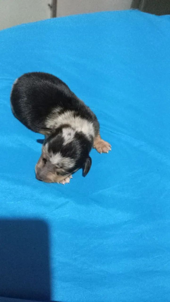 Cachorro ?