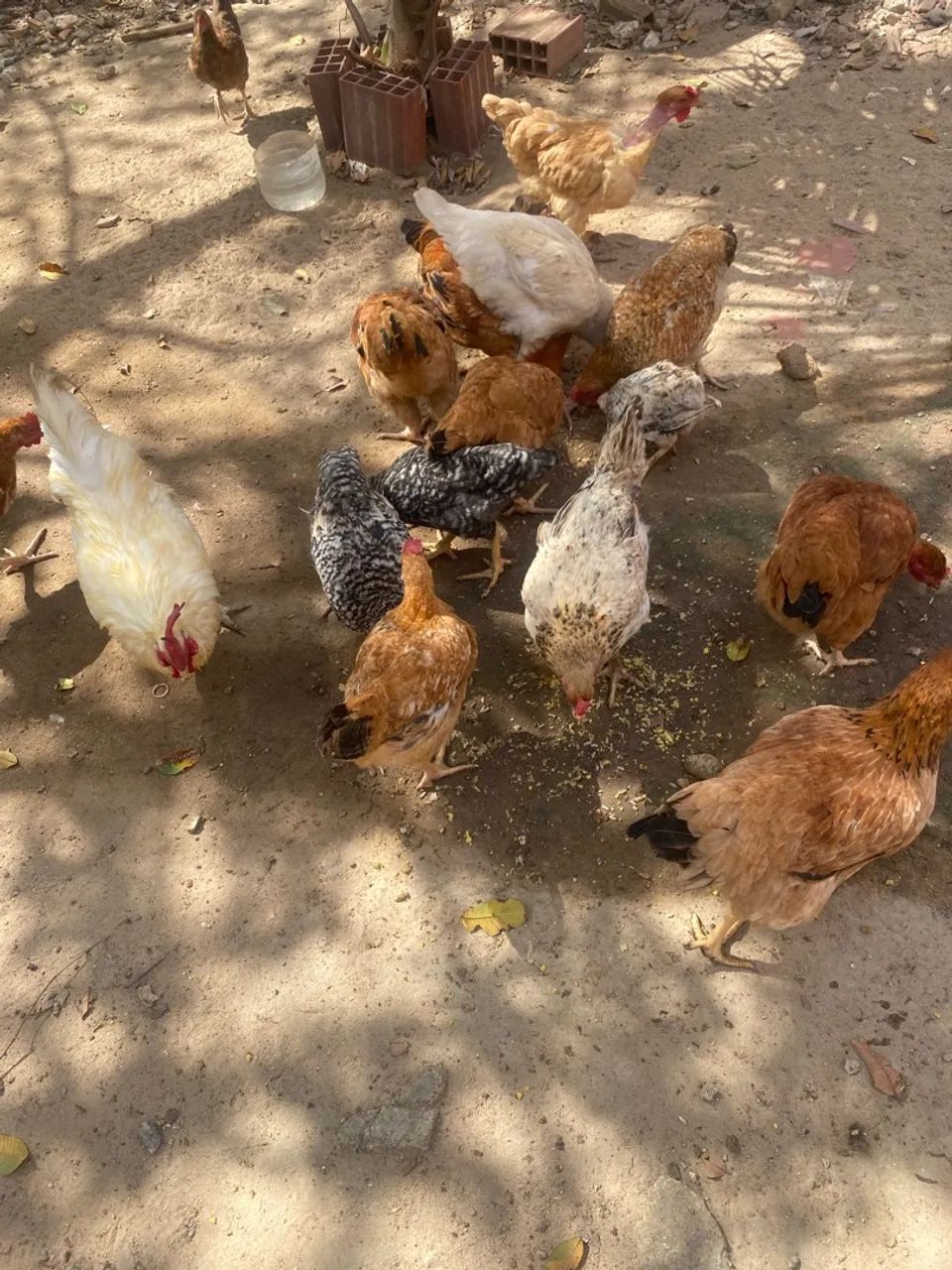 Galos e galinhas  - Foto 2