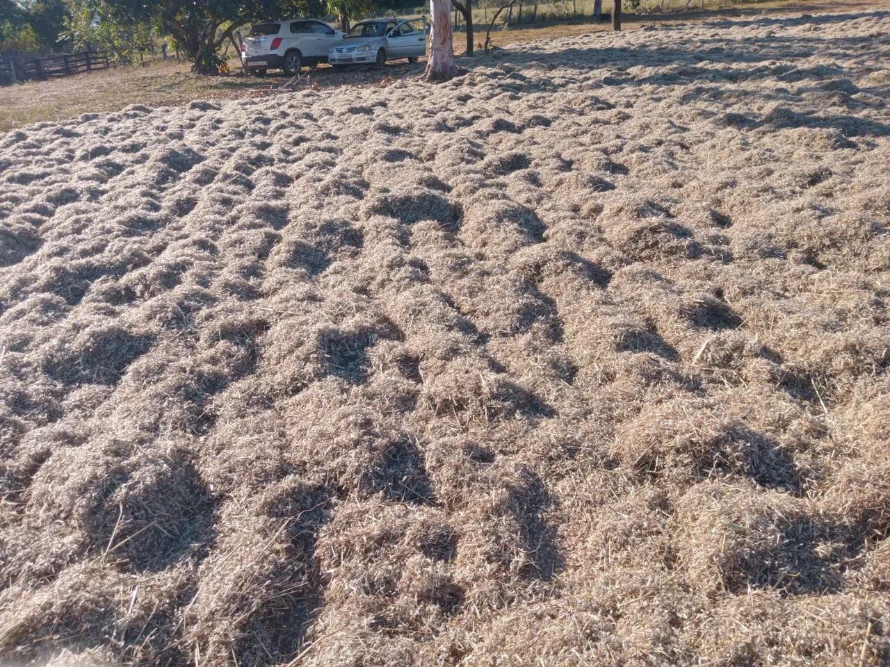 Semente de capim andropogon safra 2026 - Foto 4