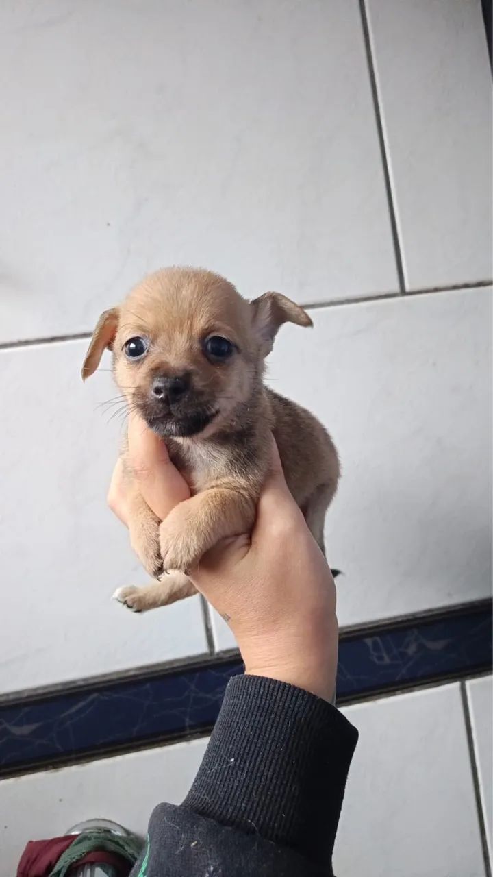 Vendo pinscher 