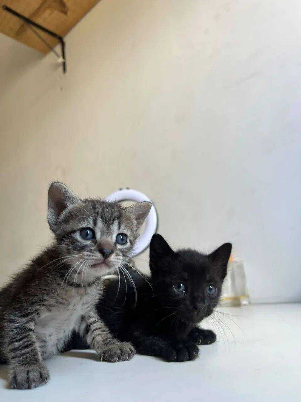 Gatinhos doação  - Foto 4