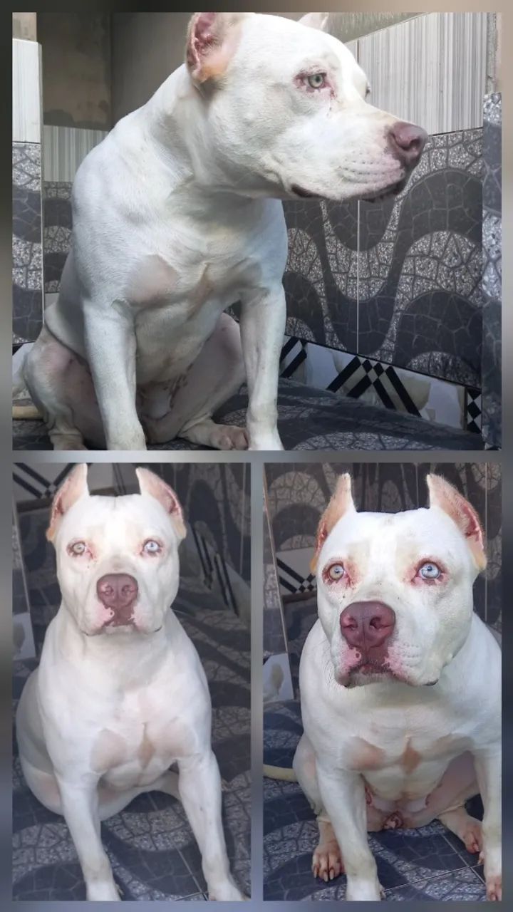 Pitbull 