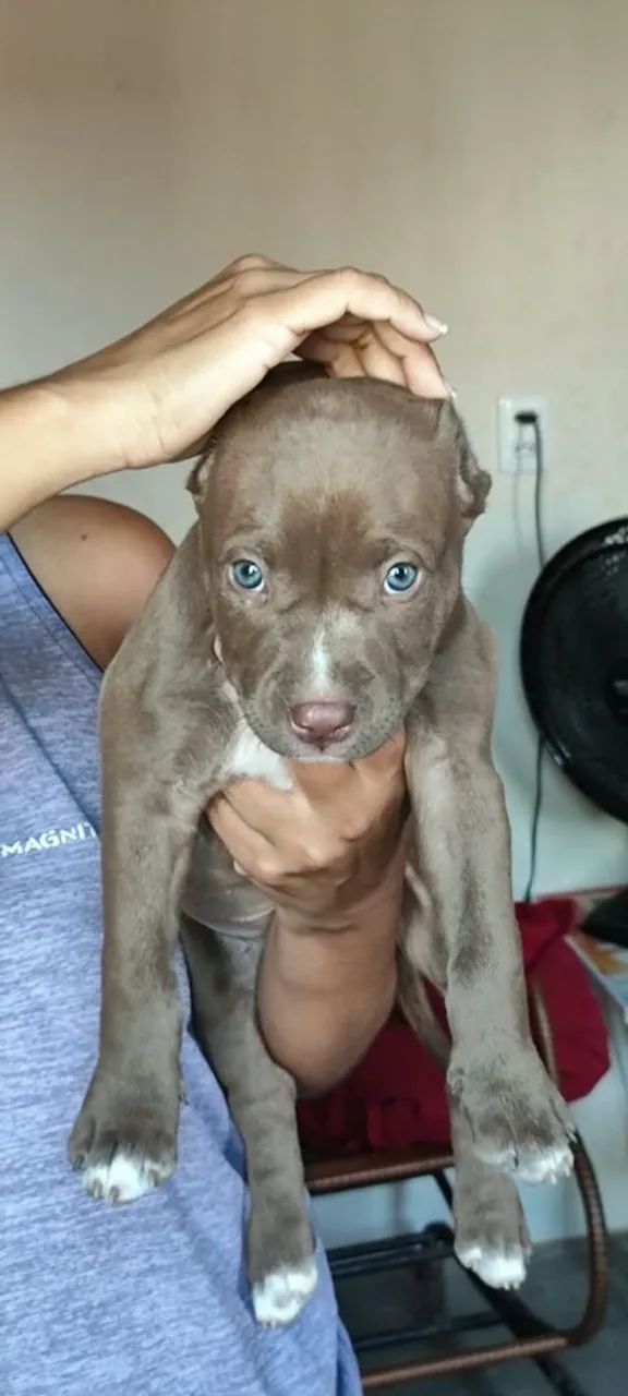 Filhotes de pitmonster com APBT  - Foto 3