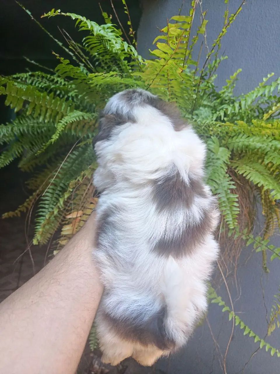 Shih Tzu 