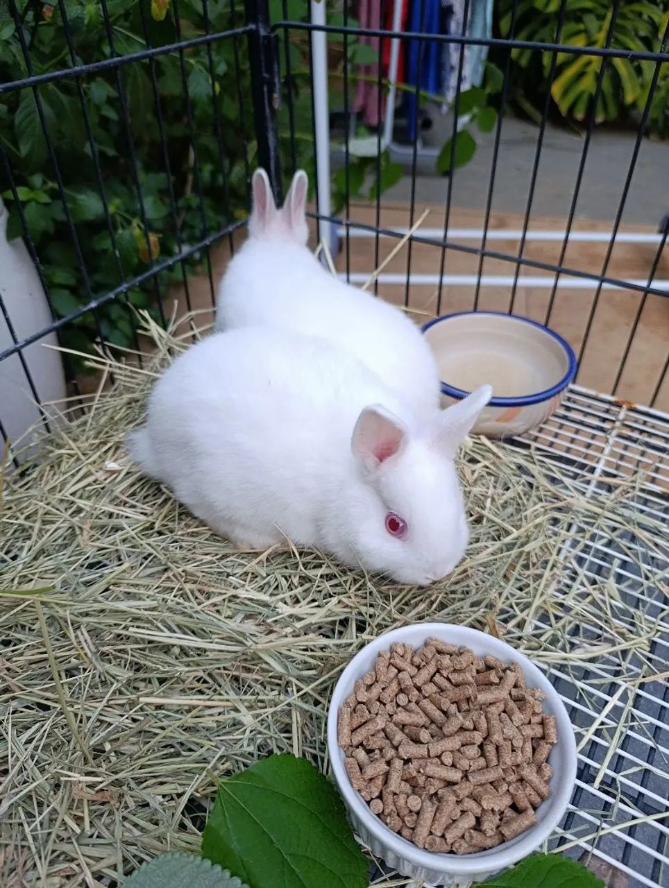 Mini Coelhos  - Foto 2