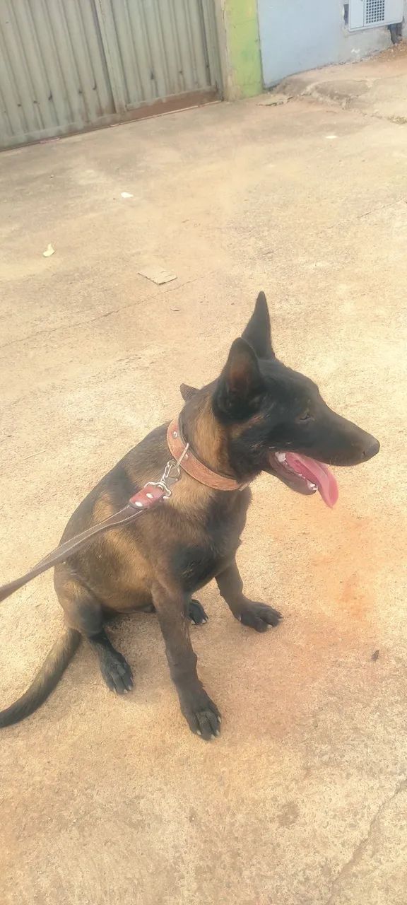 PASTOR BELGA MALINOIS, MACHO  - Foto 4