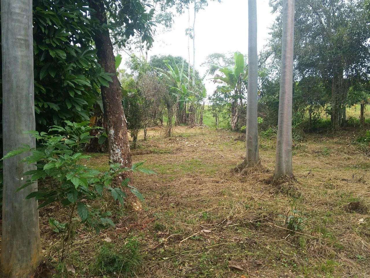 Chácara na Transacreana  - Foto 3
