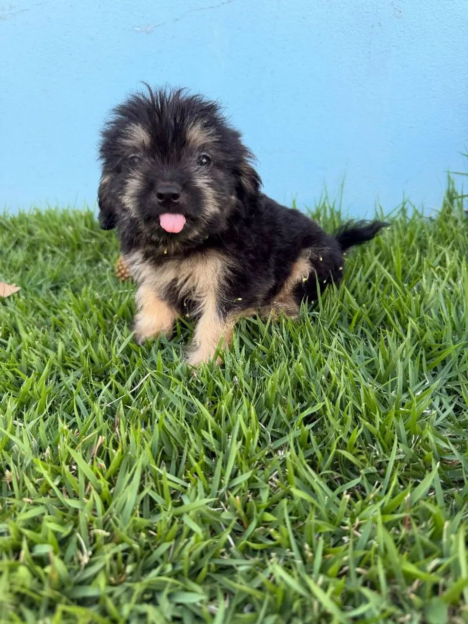 Lhasa apso Canil Barão 
