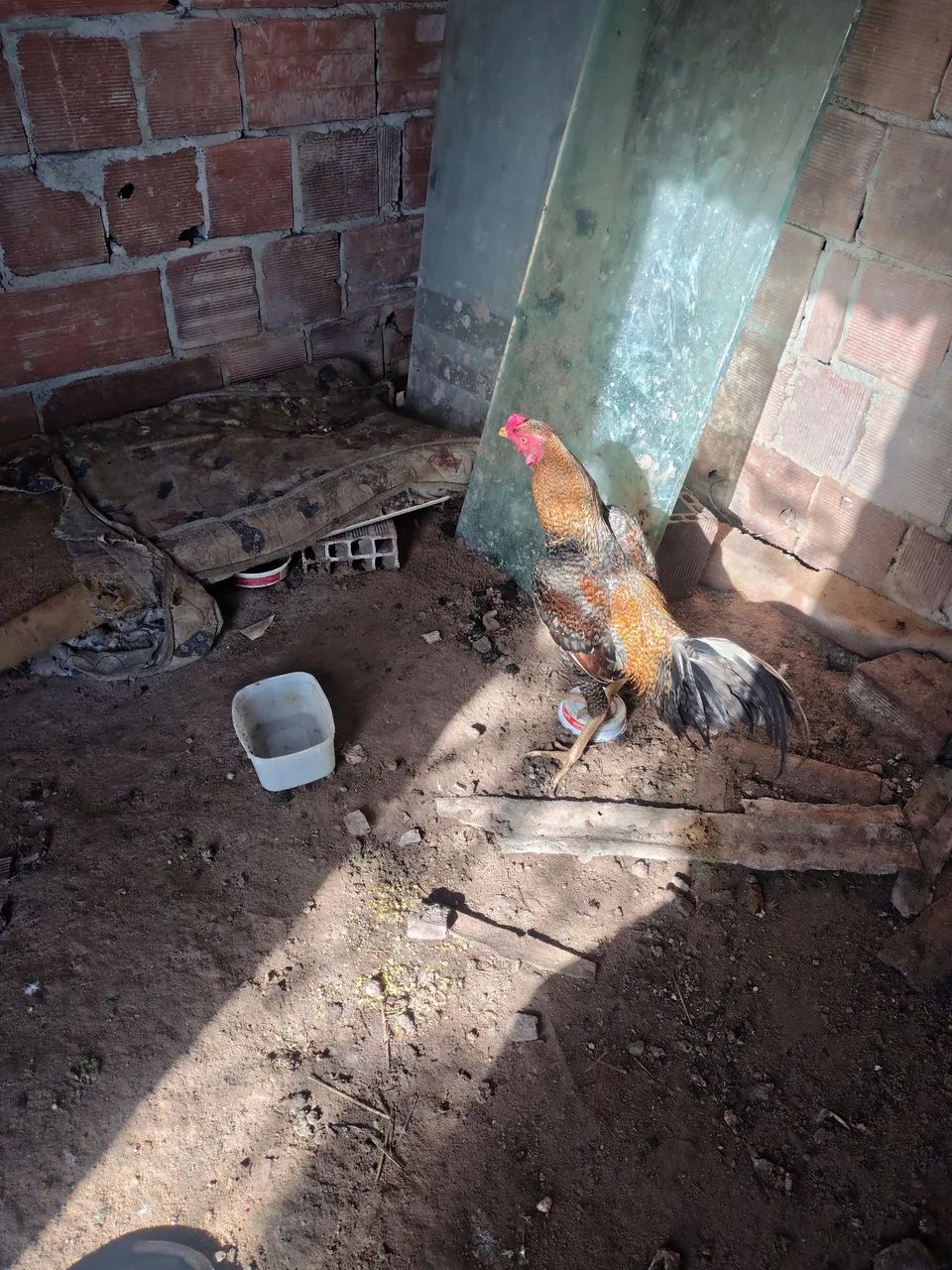 Vendo galo 