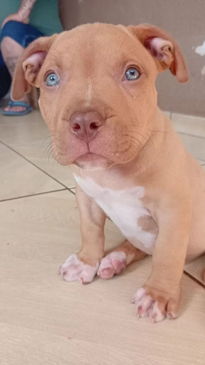 disponíveis filhote PITIBULL pitmonster  - Foto 5