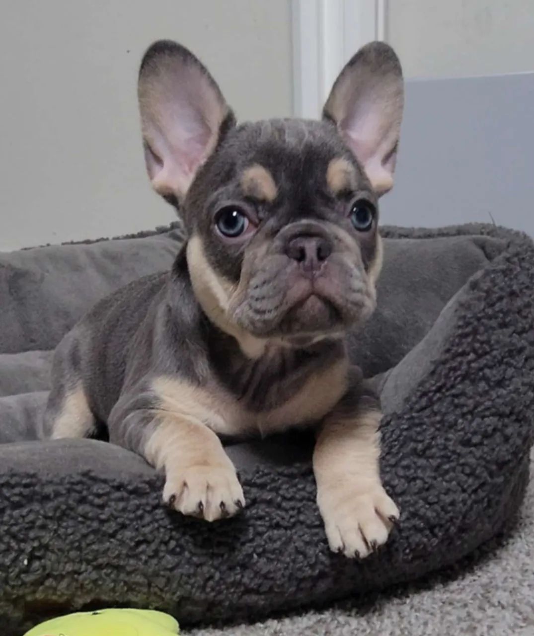 Bulldog Francês,Bulldog Francês Filhote Linda Linhagem Disponível