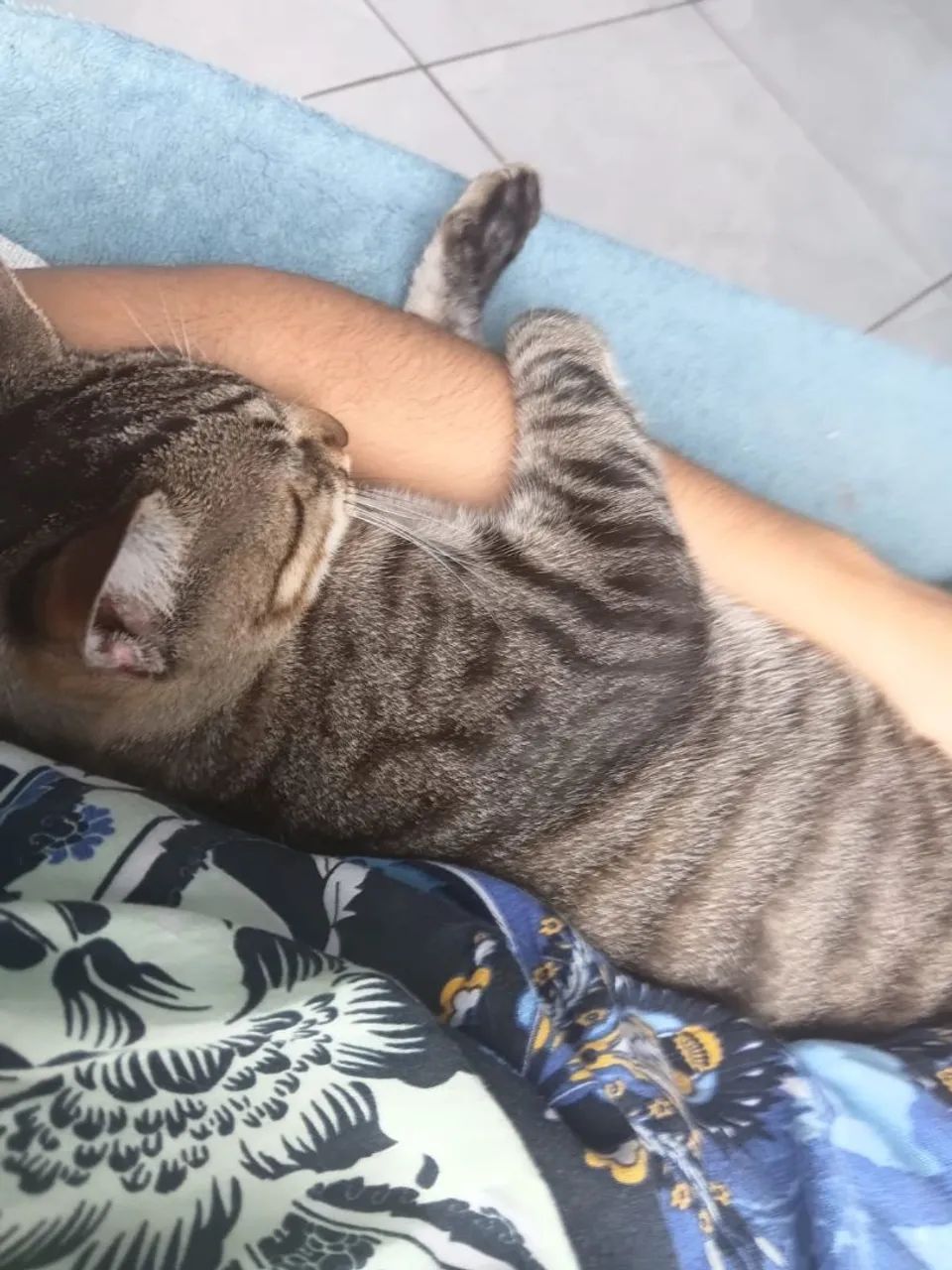 Gatos Para Doação - Foto 2