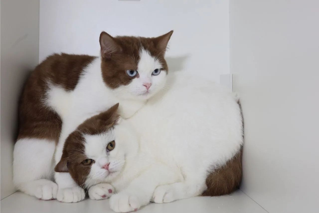 Filhote Gato British Raríssimo 