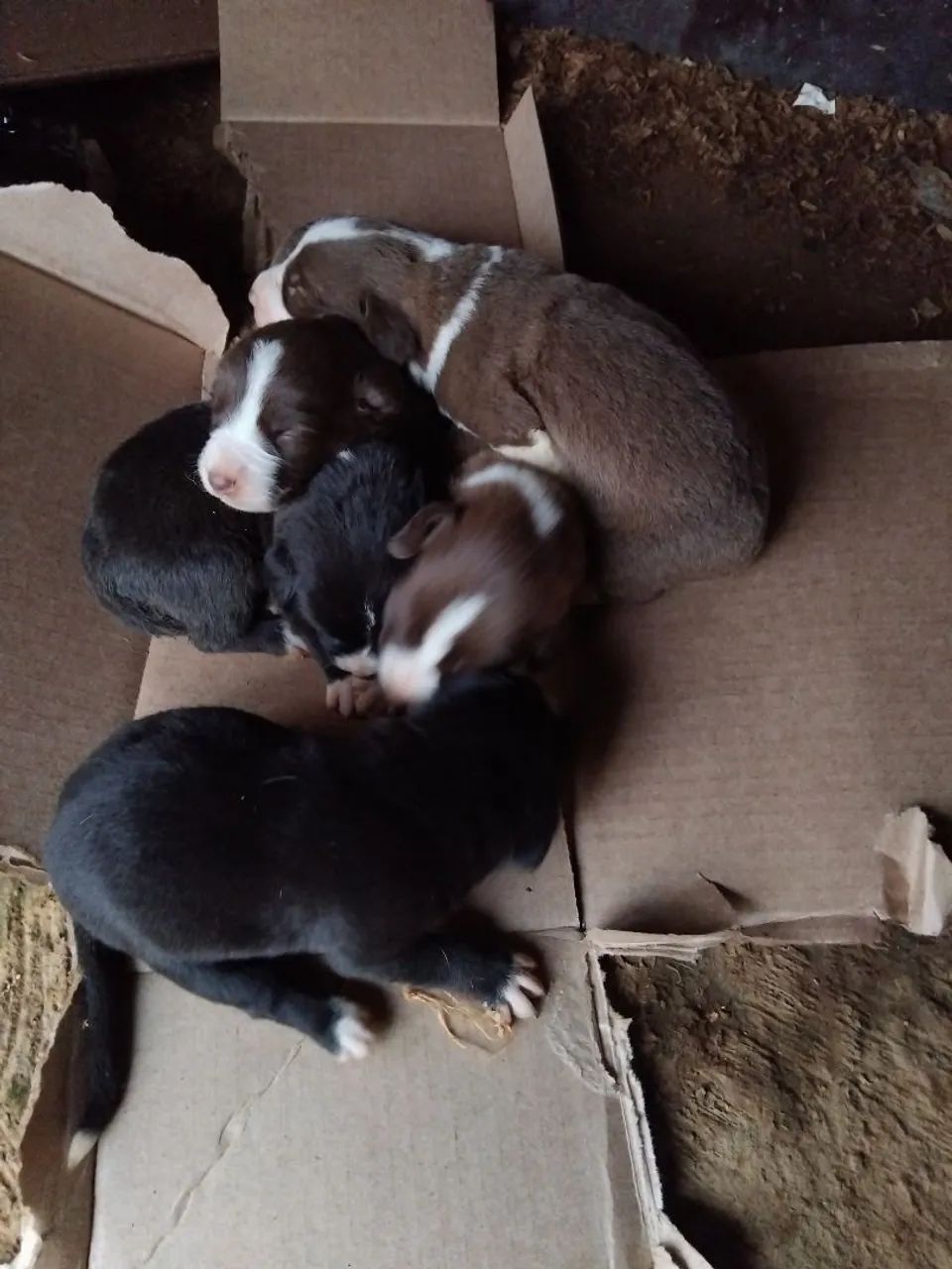 Cachorro  - Foto 3