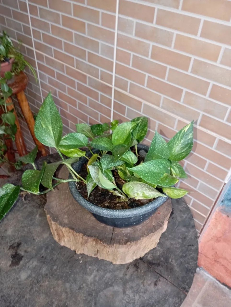 Plantas e sementes  - Foto 4