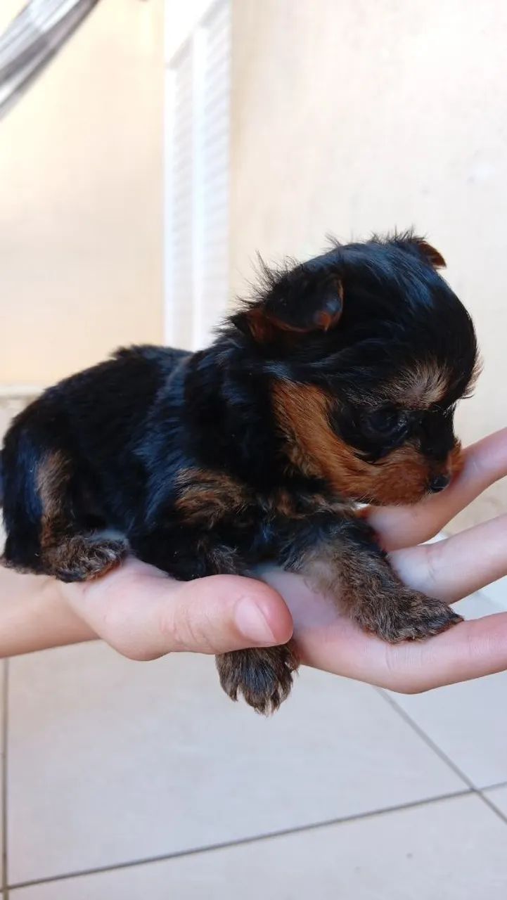 Filhotes Yorkshire terrier Mini 