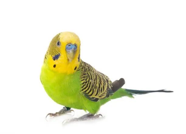 Gaiola