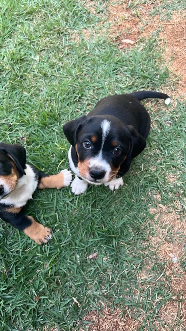 Animais de raça Cofap  - Foto 2