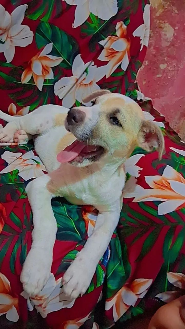 Doação com responsabilidade  - Foto 2