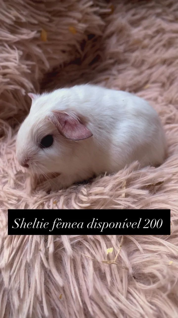 Porquinho da índia CUY de pelagem longa fêmea  - Foto 2