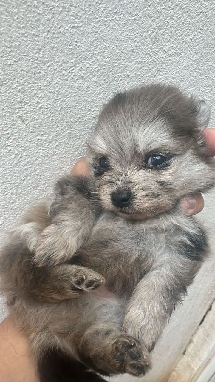 Vendo Spitz alemão  - Foto 4