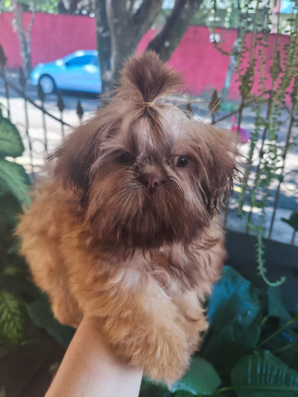 Shih tzu
