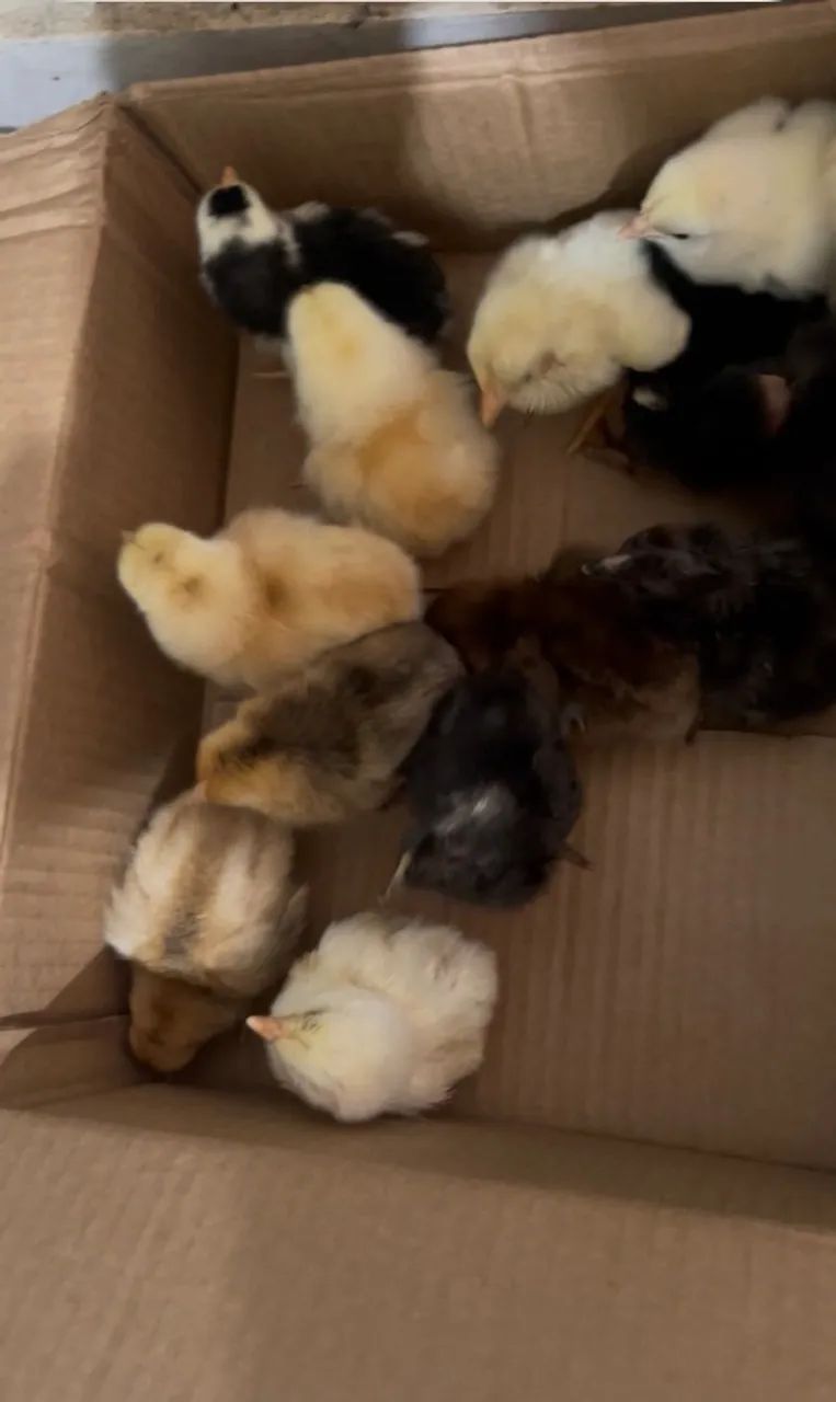 Pintinhos 