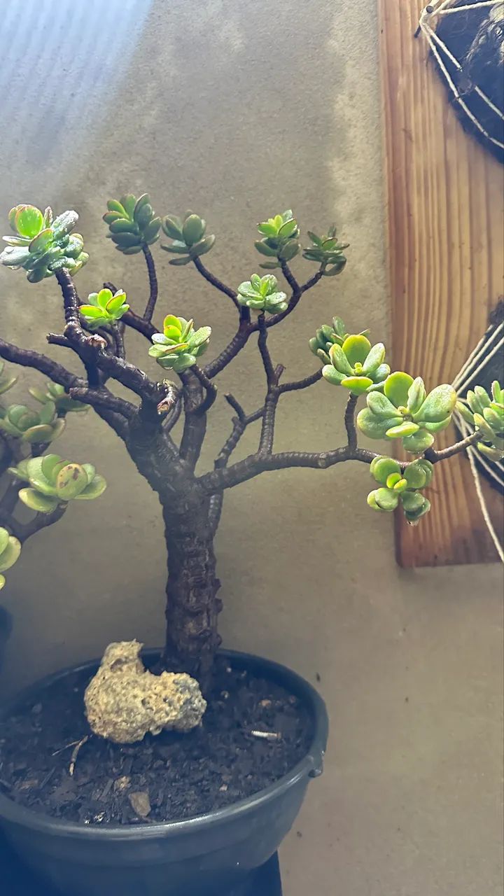 Suculenta jade