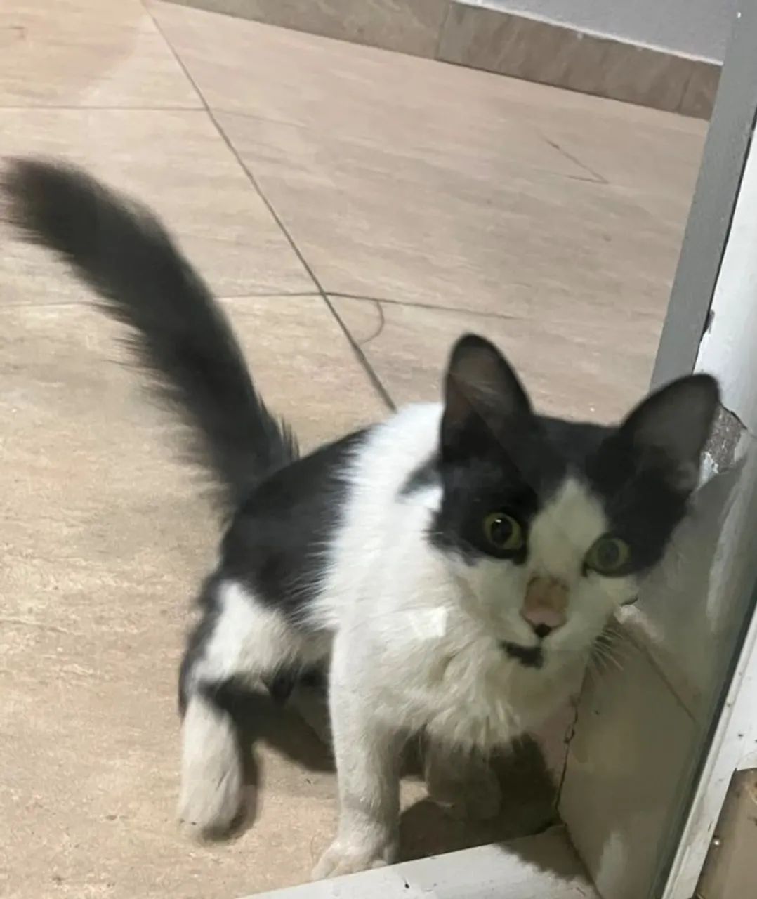 Doação Gatinho