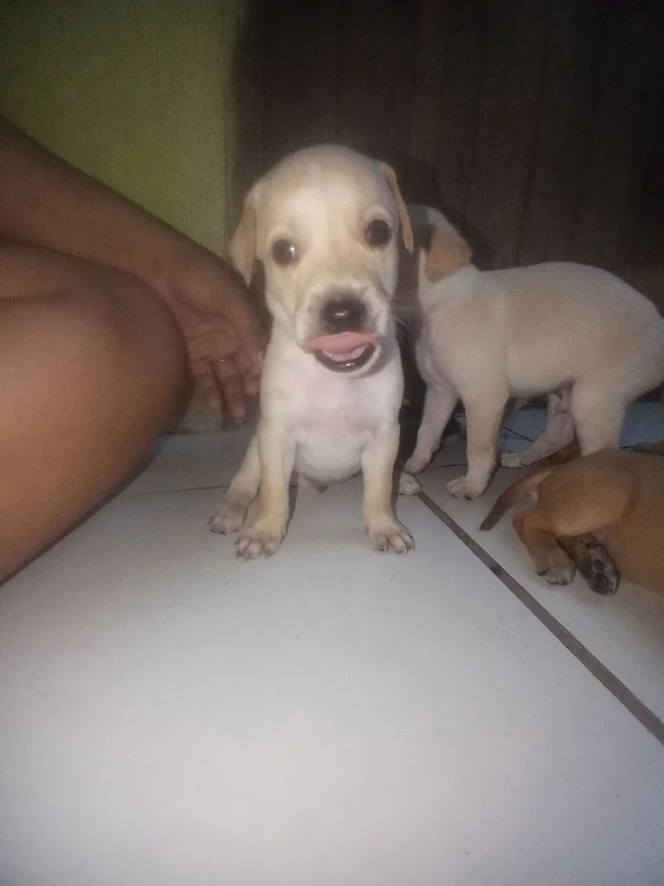 doa-se cachorrinhos  - Foto 5