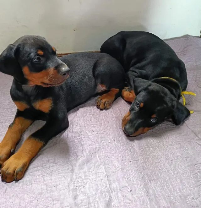Filhote de Doberman - Foto 2