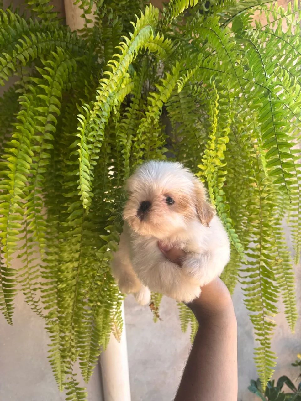 Fêmea de Shihtzu disponível. - Foto 2