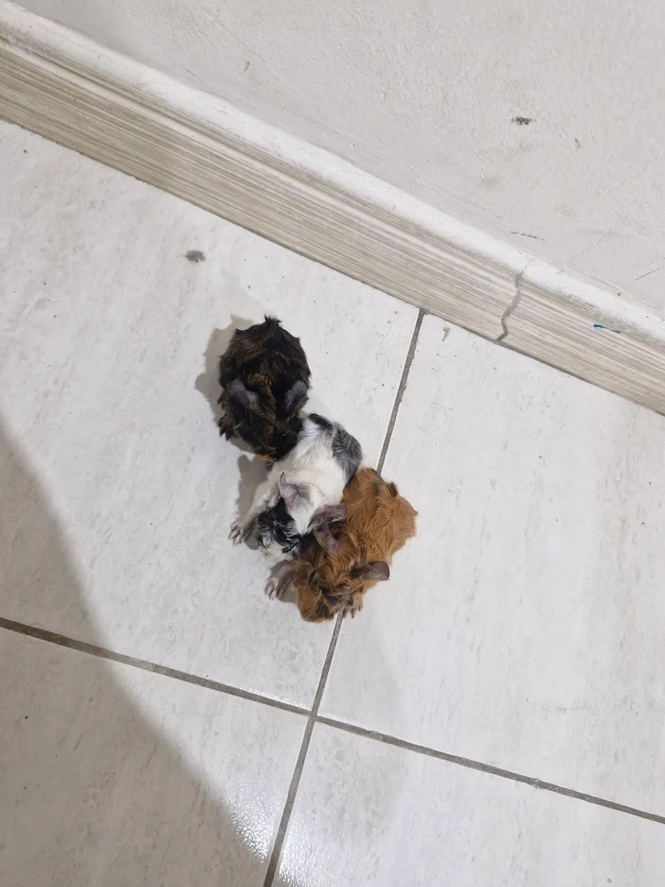 Filhote de  Porquinho da índia da raça Abissínio  - Foto 4