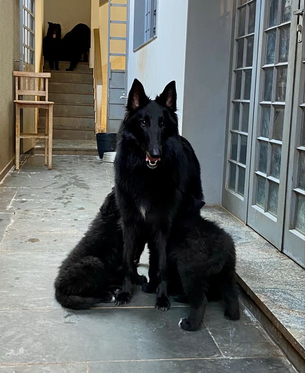 Filhotes de Pastor Belga Groenendael com Pedigree - Foto 2