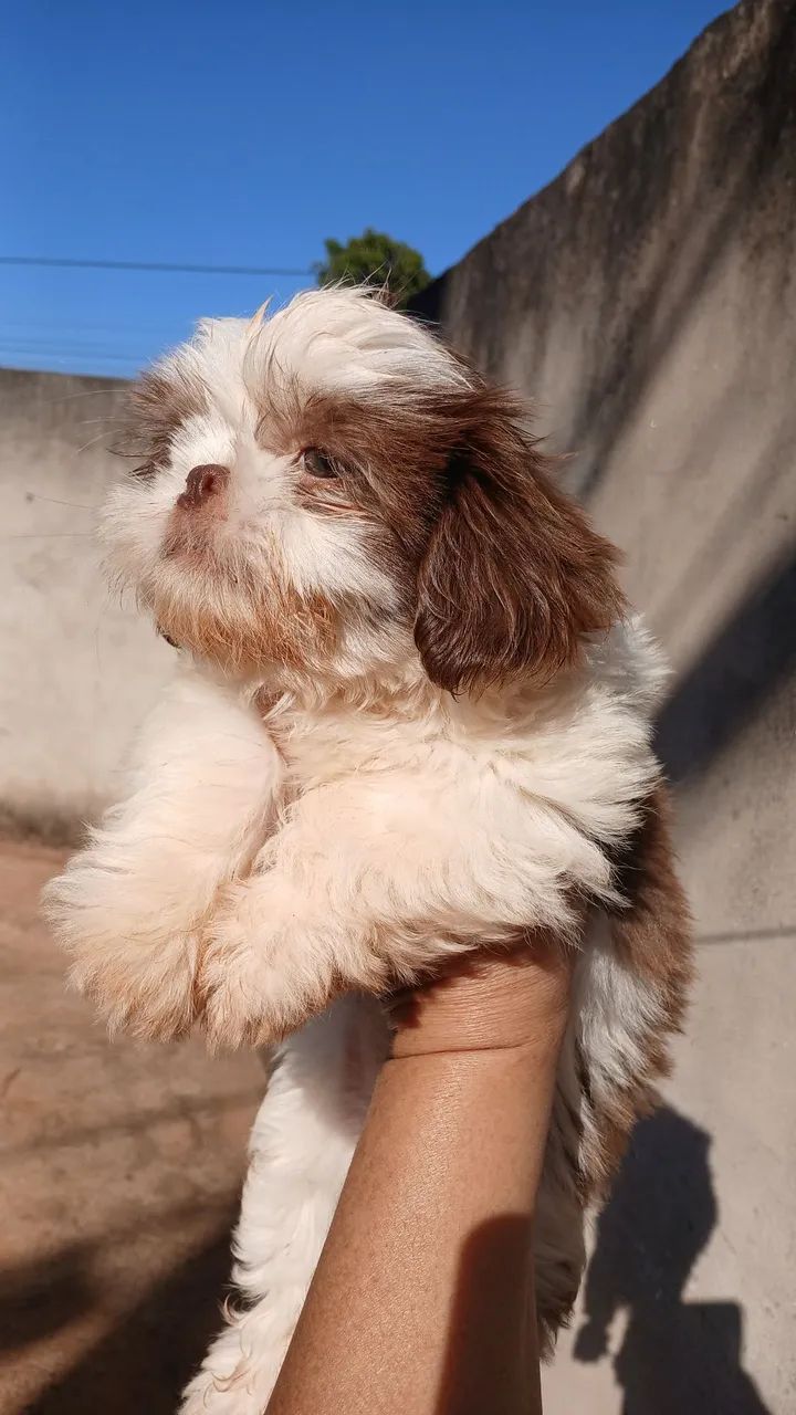 VENDO SHIH-TSU - Foto 2