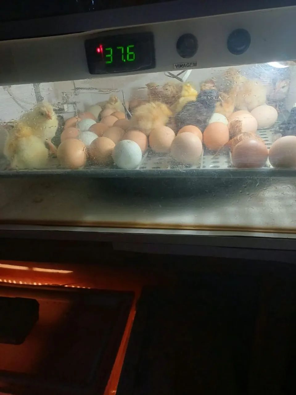 Chocadeira 