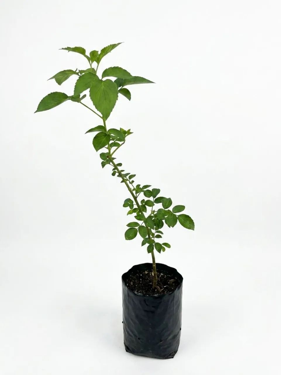 Muda de Sabugueiro  - Foto 2