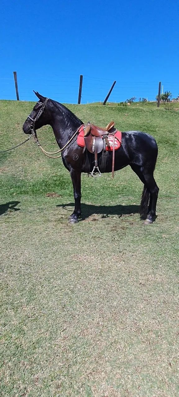 Potra Mangalarga Machador - Foto 2