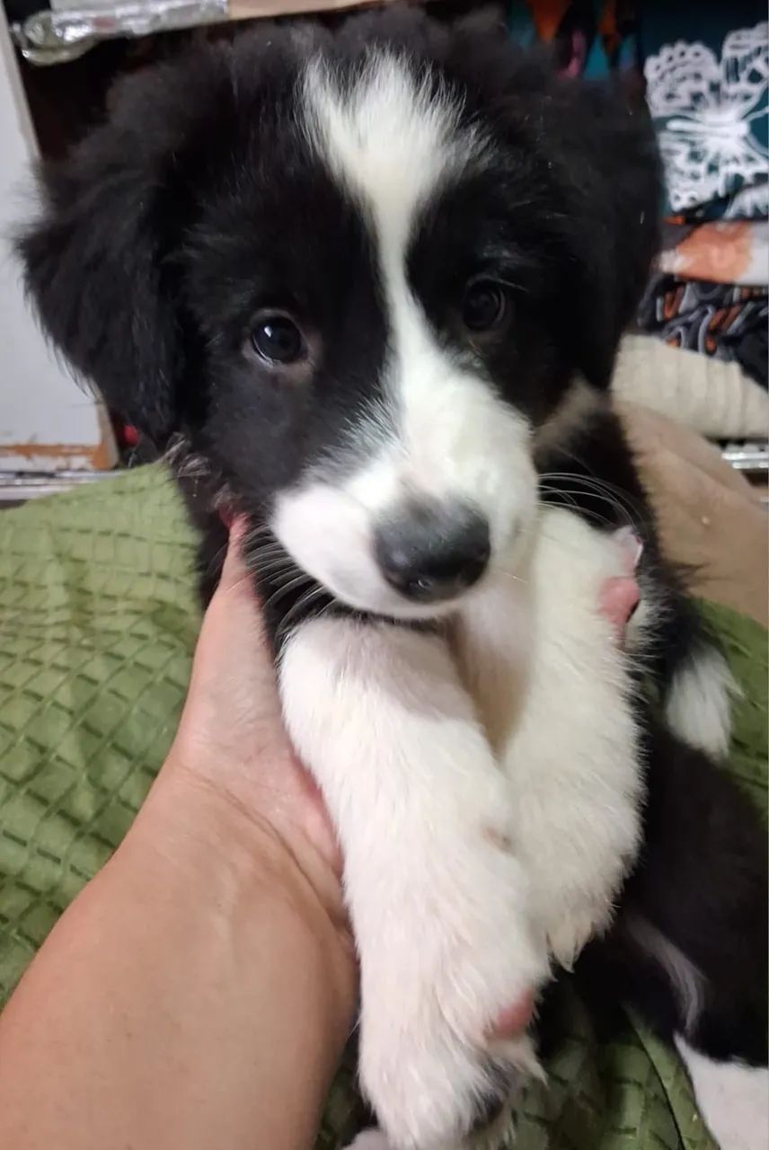 Border Collie - Foto 4