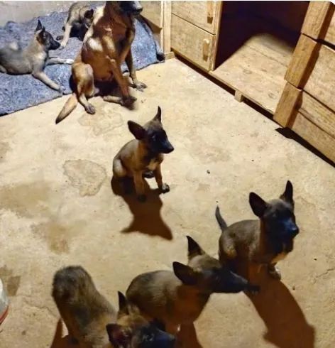 Filhotes Pastor Malinois  - Foto 5