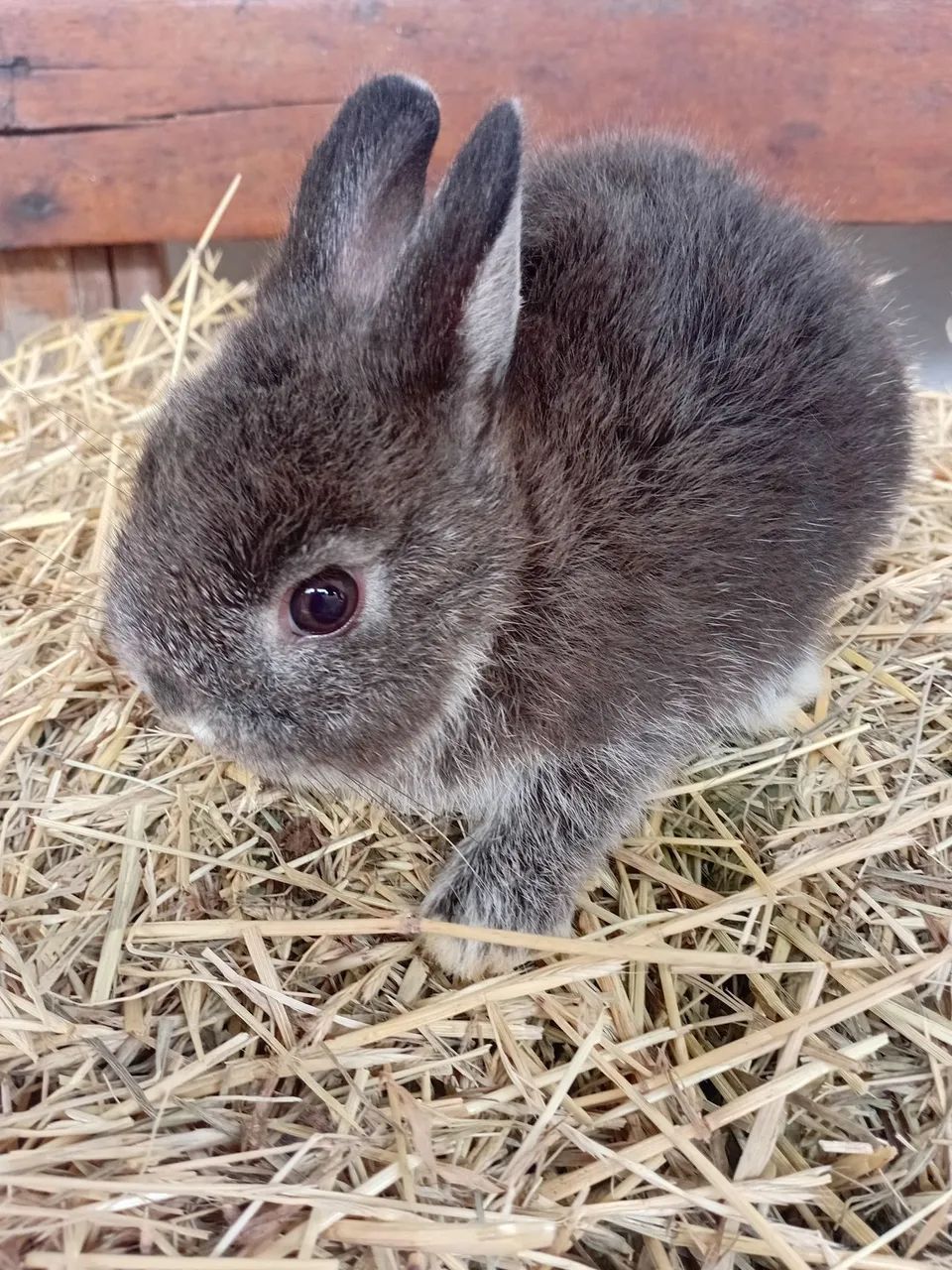 Femunha de Netherland dwarf 