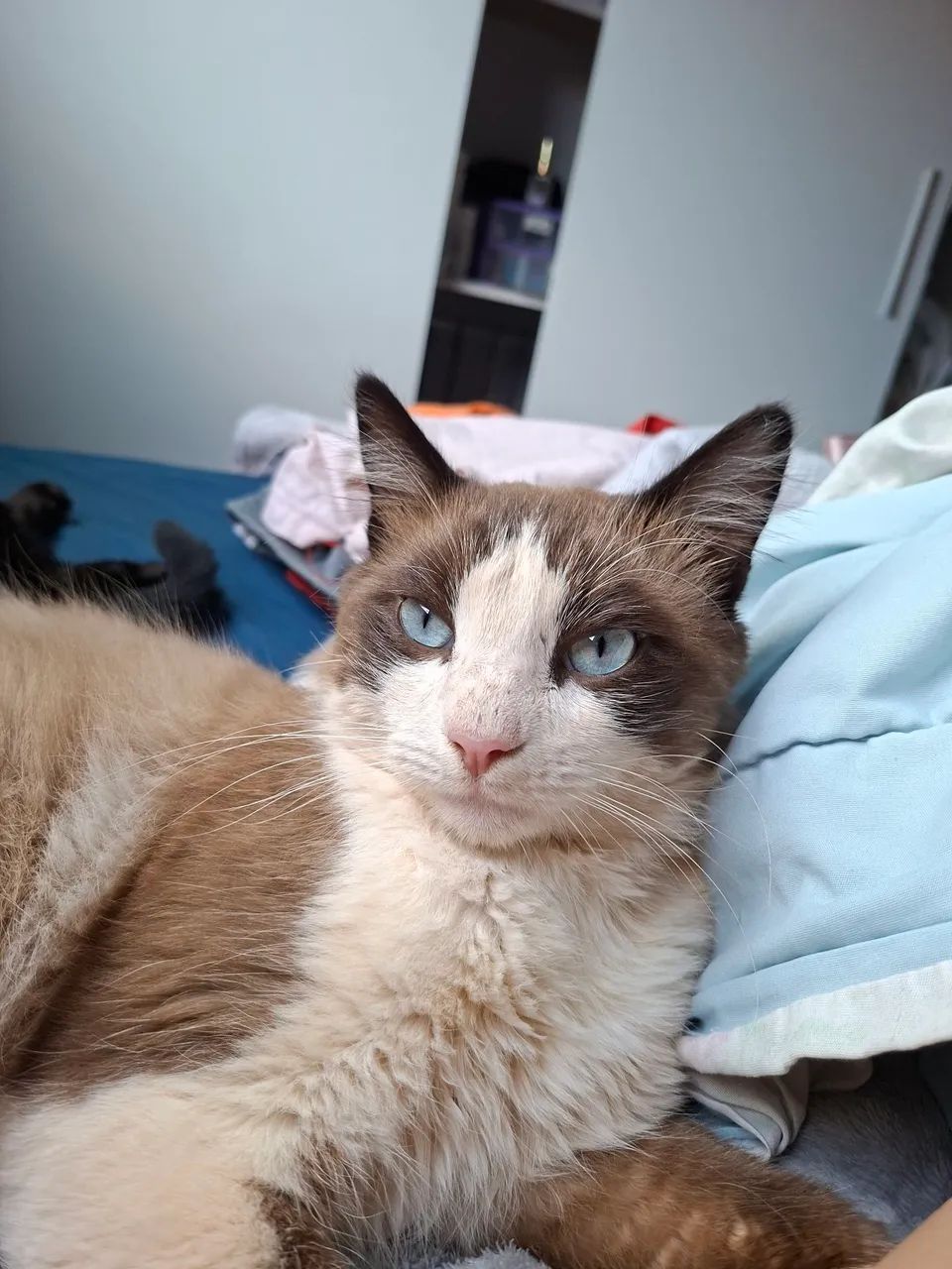 Gato macho não Castrado  - Foto 6