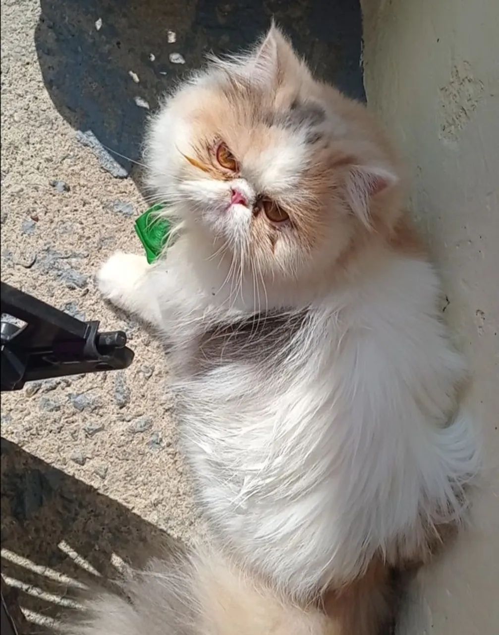 Gata persa femea  - Foto 3