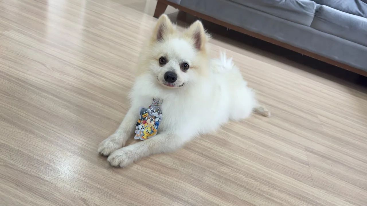 Spitz alemão macho dócil  - Foto 3