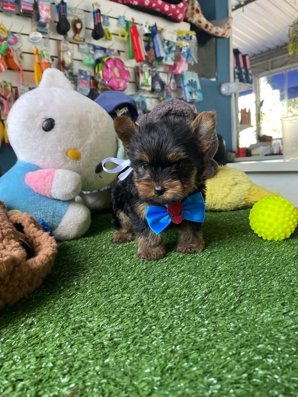 Yorkshire macho micro $2.300,00 - Foto 3