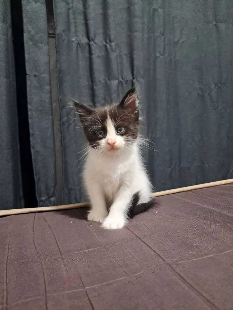 Gatinhos para doação 