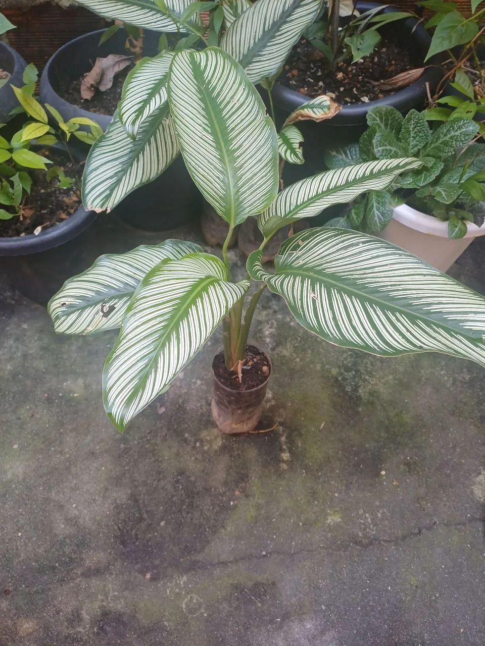 Plantas e mudas de Maranta  - Foto 3
