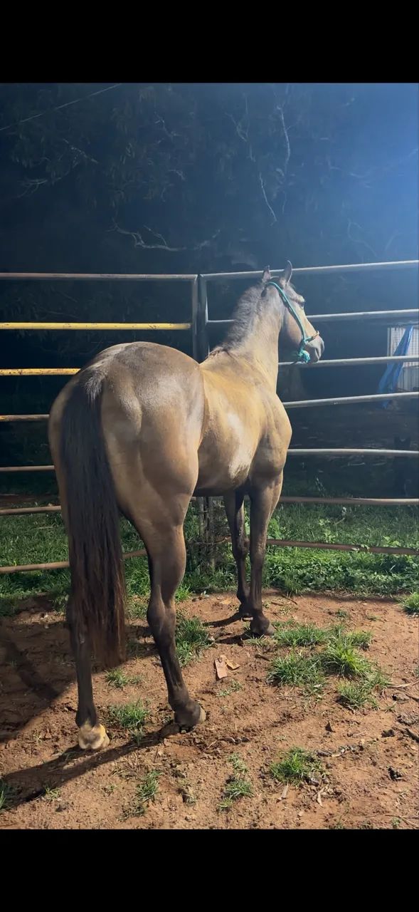 Cavalo QM  pronto no laço  - Foto 3